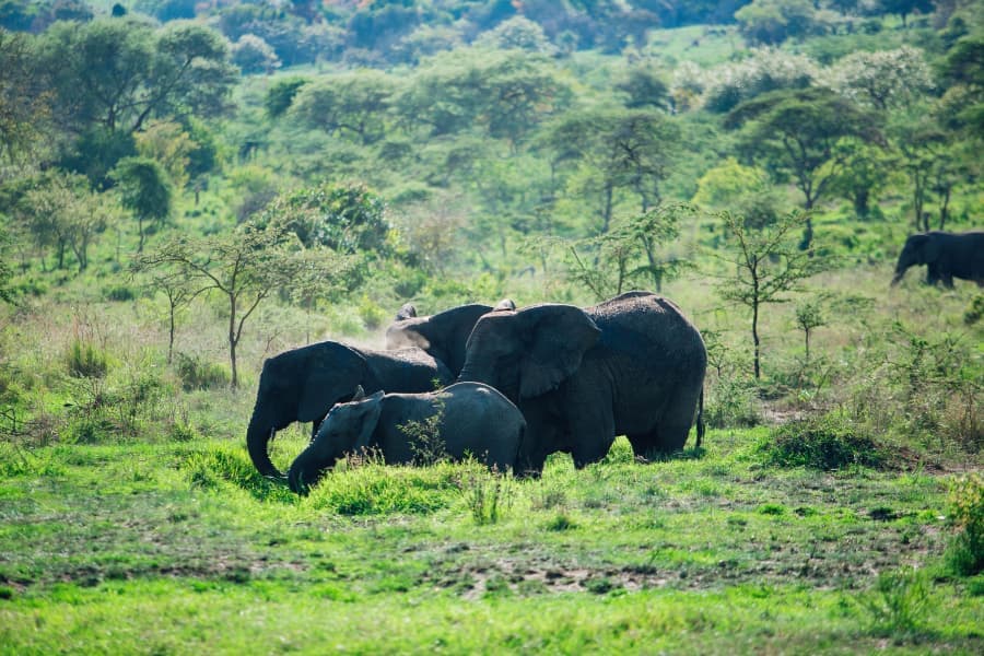 Elephants in landscape