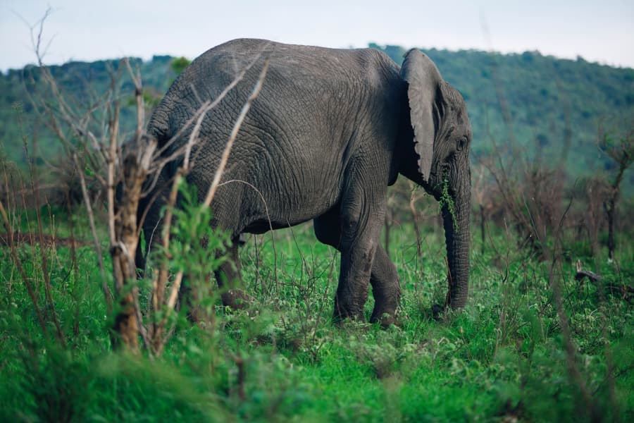 Elephant in field
